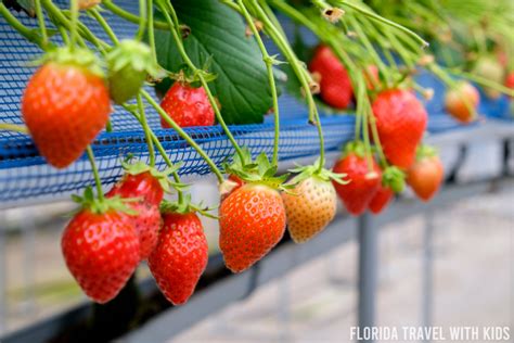 [END] HELLO FROM STRAWBERRY FARM!.